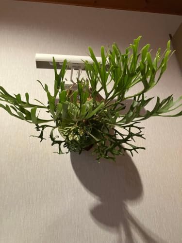観葉植物 ビカクシダ リドレイ」の人気商品一覧・価格比較 - 価格.com